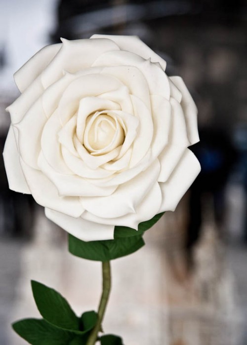 Mit der weißen Rose wollten heute viele Dresdner ein Zeichen gegen Krieg und Gewalt setzen.