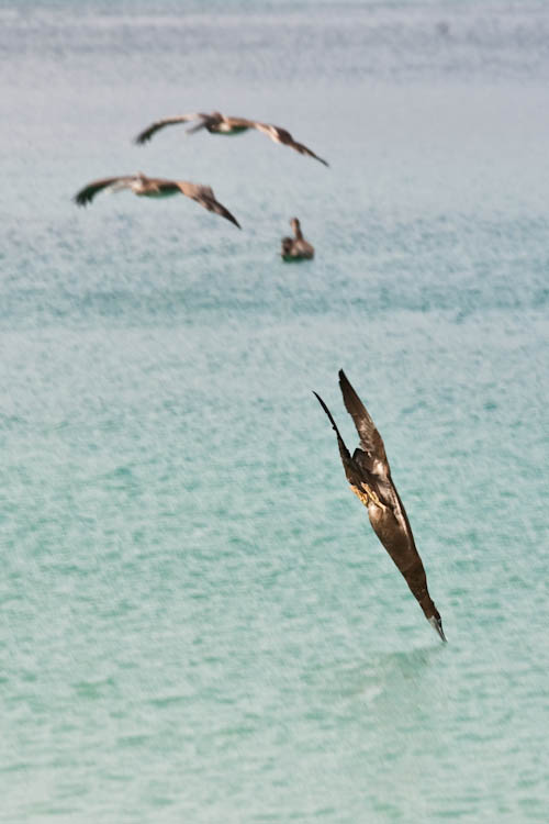 Vogel beim Fischen, Tortola, Bristish Virgin Islands