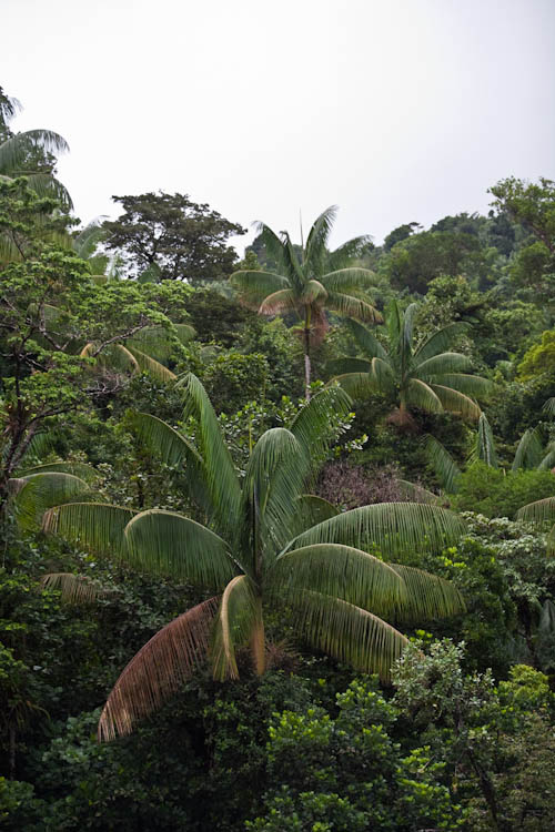 Regenwald, Dominica
