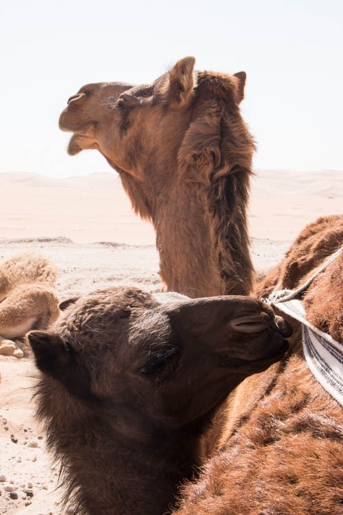 Auf einer Kamelfarm in der Wüste