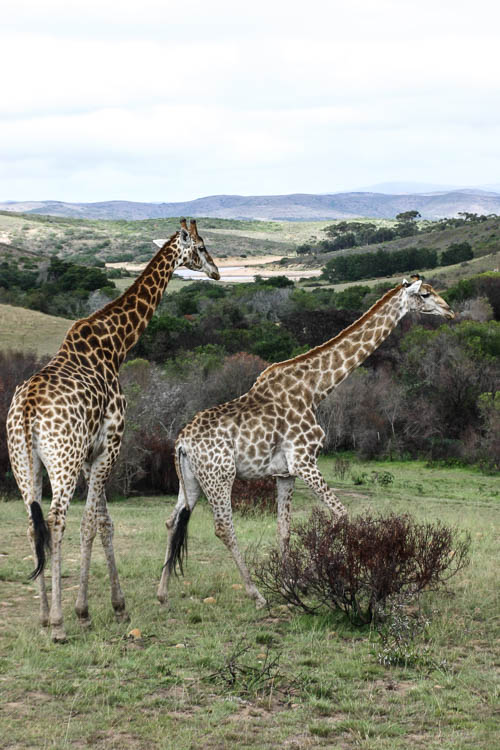 Giraffen im Botlierskop Private Game Reserve, Südafrika