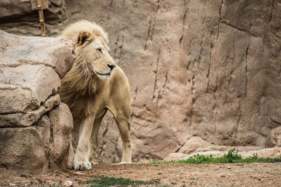 Afrikanischer weißer Löwe, Zoo Al Ain, Vereinigte Arabische Em